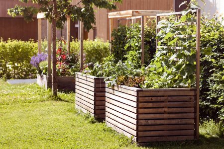 Foto de Raised Bed for Growing Fresh Vegetables and Herbs in Garden Yard. Homegrown, Eco Gardening in Community Courtyard. - Imagen libre de derechos
