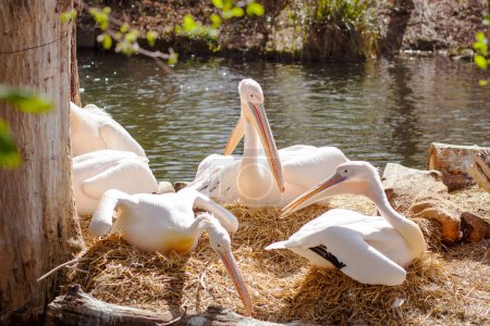 Foto de Pelican Family in Zoo park on Lake, Pelecanus onocrotalus, Great Eastern White Pelican - Imagen libre de derechos