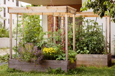 Raised Garden Bed with Trellis and Roof Overhang. Home Growing Tomatoes, Vegetables, Herbs in Raised beds. Fresh Organic Food