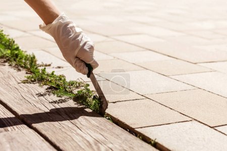 Foto de Weed Removal on Paving Stones. Weed Control Service. Hand in Glove removing Weed on Garden Pathway - Imagen libre de derechos