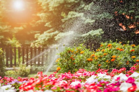 Bewässerung oder Streuung von Blumen und Rasenrasen im Garten durch Sprinkler. Rasenbewässerung mit Sonnenlicht.
