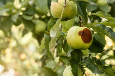 Apfelkrankheit mit Moniliapilz hängt am Ast des Apfelbaums. Infizierter Roter Apfel - Ernteproblem. 