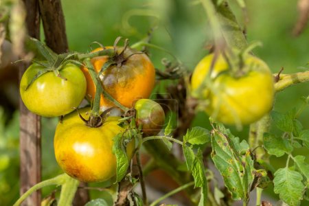 Tomatenkrankheit Phytophthora. Pilzfäule Tomaten, Blätter und Stiel auf Tomatenpflanze. Ernteprobleme. Bakterienfleck Tomate. Nahaufnahme.