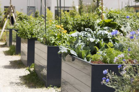 Hochbeete im Stadtgarten mit wachsenden Pflanzen Bio-Kräuter Gewürze und Gemüse, Blumen. Organisches Gärtnern in modernen Kunststoff-Hochbeeten. Gemeinschaftsgarten