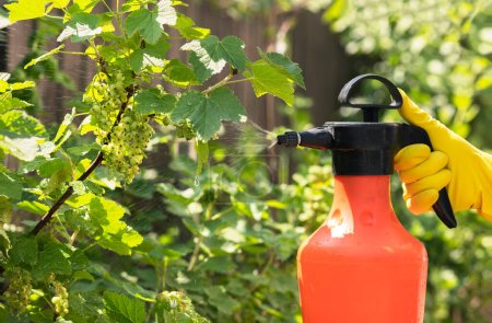 Téléchargez les photos : Spraying Currant Bush from Aphids, Pests and Disease with Sprayer. Maladies des plantes et champignons. - en image libre de droit