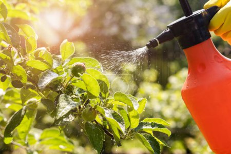 Apfelbaumgarten besprühen, um sich vor Krankheiten und Insekten zu schützen. Apfelbaumspray mit Pestiziden gegen Pilze, Blattläuse und Schädlinge mit Sprayer.