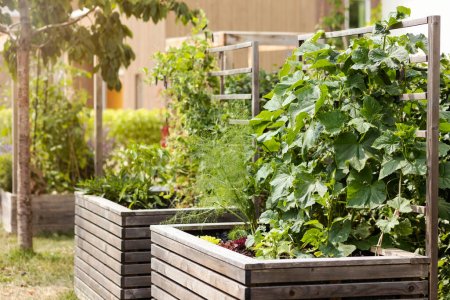 Raised Beds for Growing Bio Vegetables in Urban Garden in City. Cucumbers, Herbs Vegetable in Wooden Modern Garden Bed. Growth Organic Food concept.
