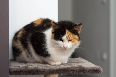Retrato de un gato calico en casa. Los gatos Calico son gatos domésticos con una capa manchada o particolor predominantemente blanco, con parches de otros dos colores
.