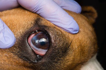 Foto de Dog with corneal ulcer. English Bulldog breed - Imagen libre de derechos