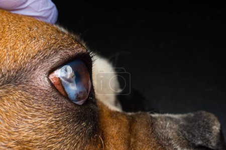 Foto de Perro con úlcera corneal. Inglés Bulldog crianza - Imagen libre de derechos