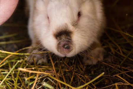 Foto eines Kaninchens mit Myxomatose