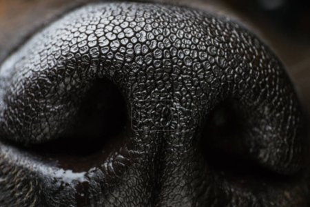 macro photo of a dog nose