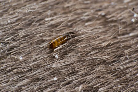 Foto de Macro foto de una pulga de gato en la superficie de la piel - Imagen libre de derechos