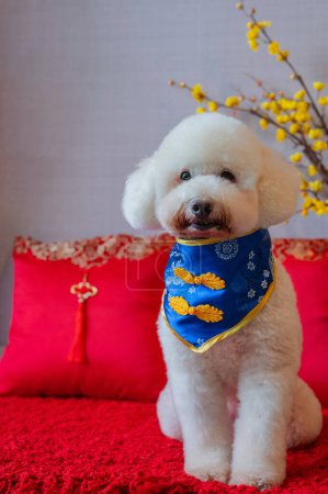 Adorable perro caniche blanco con collar de año nuevo chino con flor de cerezo amarillo y almohada roja en el suelo de tela roja.