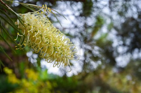 Grevillea banksii blanc ou fleurs de chêne soyeux sur son arbre avec des feuilles sur fond sombre flou.
