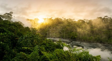 beautiful amazon river with mist and green trees in high definition