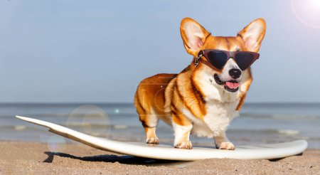 Foto de Hermoso pero con gafas en una tabla de surf en alta resolución en la playa - Imagen libre de derechos
