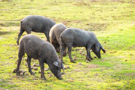 Pigs graze on farm in countryside of navalvillar de pela,  Extremadura