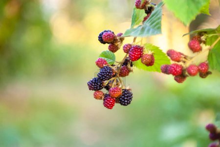 Blackberry wächst auf Sträuchern in Nahaufnahme.. Defokussierte frische Brombeeren im Garten. Ein Bund reife Brombeeren auf einem Zweig mit grünen Blättern. 