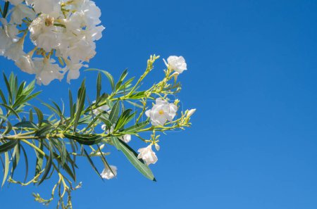 Oleander bush with white flowers on blue sky. Nerium oleander in bloom, white flowers blue sky on a summer day.