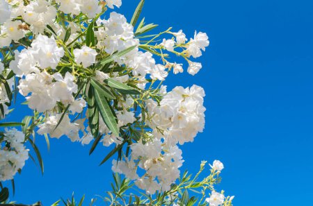 Oleander bush with white flowers on blue sky. Nerium oleander in bloom, white flowers blue sky on a summer day.