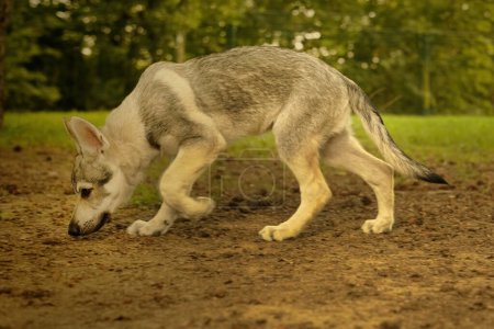 Téléchargez les photos : Chiot mâle de chien loup tchécoslovaque jouissant de jeux de plein air - en image libre de droit