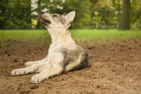Foto de Cachorro macho de perro lobo checoslovaco disfrutando de juegos al aire libre - Imagen libre de derechos