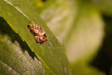 Photo for Macro of pupa of asian ladybug set on leave of an bush in garden - Royalty Free Image