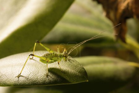 Photo for Young individual of Tettigonia Viridissima on leaves in garden - Royalty Free Image