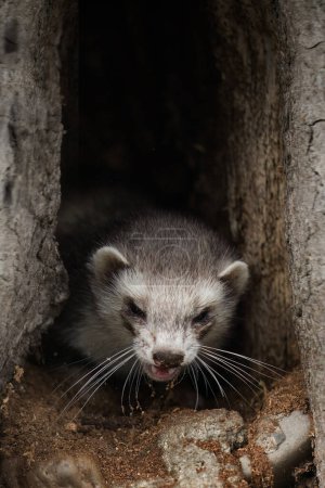 Photo for Ferret enjoying walking and exploring of tree holes in winter park - Royalty Free Image
