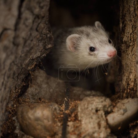 Photo for Ferret enjoying walking and exploring of tree holes in winter park - Royalty Free Image