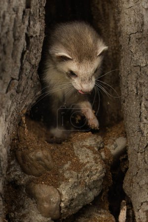 Foto de Ferret enjoying walking and exploring of tree holes in winter park - Imagen libre de derechos