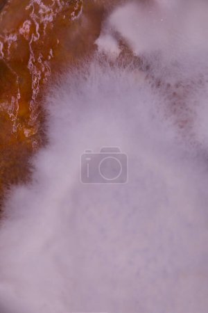 Photo for Several weeks old mold developed on rest of sauce food in can - Royalty Free Image