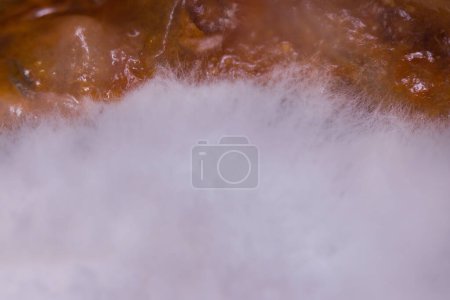 Photo for Several weeks old mold developed on rest of sauce food in can - Royalty Free Image
