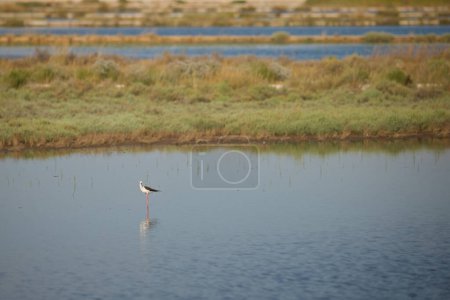 Photo for Croatian bird reservation and stopover during autumn migration - Royalty Free Image