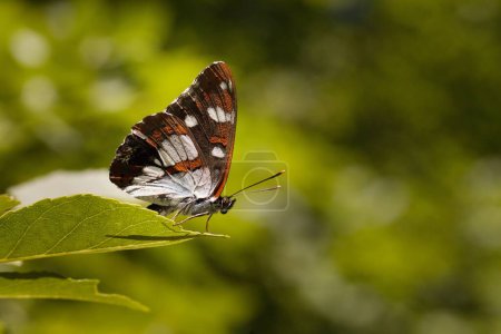 Téléchargez les photos : Macro photo de papillon Limenitis reducta sur la plante sur la nature emplacement de la Croatie, Europe - en image libre de droit