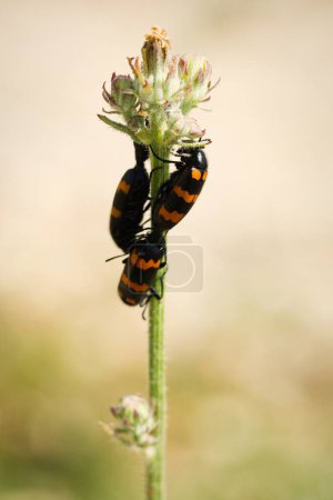 Foto de Macro foto del escarabajo Mylabris variabilis en la planta en la ubicación de la naturaleza de Croacia, Europa - Imagen libre de derechos