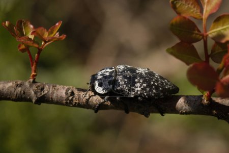 Foto de Macro foto del escarabajo Capnodis tenebrionis en planta en la ubicación de la naturaleza de Croacia, Europa - Imagen libre de derechos