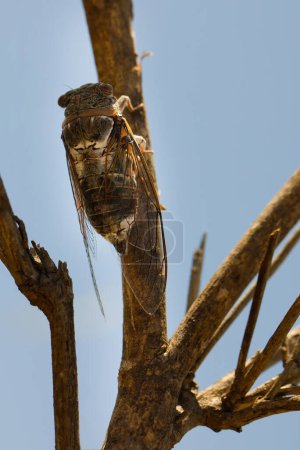 Photo for Macro picture of cicada Lyristes plebejus on plant on nature location of Croatia, Europe - Royalty Free Image