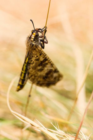 Foto de Macro foto del insecto Palpares libelluloides en la planta en la ubicación de la naturaleza de Croacia, Europa - Imagen libre de derechos