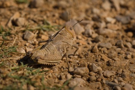 Photo for Macro picture of grasshopper on nature location of Croatia, Europe - Royalty Free Image