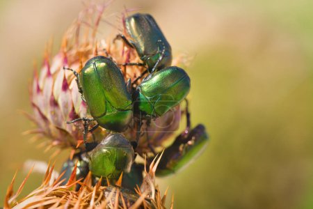 Foto de Macro foto del escarabajo Protaetia cuprea en planta en la ubicación de la naturaleza de Croacia, Europa - Imagen libre de derechos