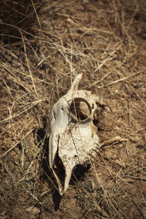 Foto de Huesos de algunos mamíferos animales encontrados al aire libre en hierba seca naturaleza de verano - Imagen libre de derechos