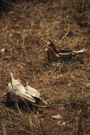 Foto de Huesos de algunos mamíferos animales encontrados al aire libre en hierba seca naturaleza de verano - Imagen libre de derechos