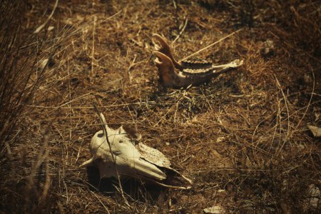 Téléchargez les photos : Os de certains mammifères animaux trouvés en plein air dans l'herbe séchée nature d'été - en image libre de droit