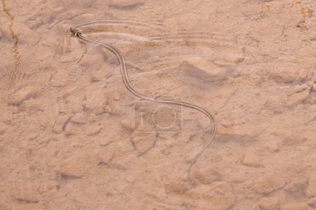 Foto de Serpiente salvaje Natrix natrix nadando en el agua en busca de oportunidad de alimentación - Imagen libre de derechos