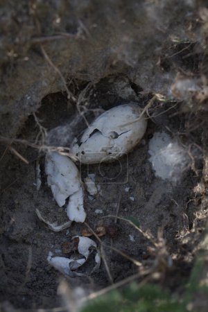 Foto de Resto de nido de aves de primavera con cáscaras de huevo dejadas después de la eclosión del cachorro - Imagen libre de derechos