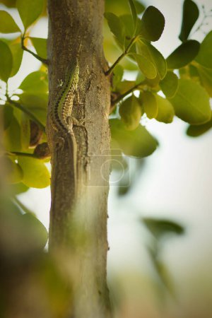 Téléchargez les photos : Lézard sauvage Lacerta agilis près de la maison d'été humaine dans la journée ensoleillée - en image libre de droit