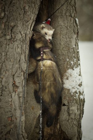 Photo for Ferret couple during trip and walk in winter park enjoying exploring - Royalty Free Image