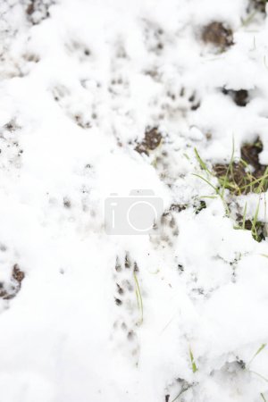 Photo for Ferret traces printed in fresh snowy city park cover - Royalty Free Image